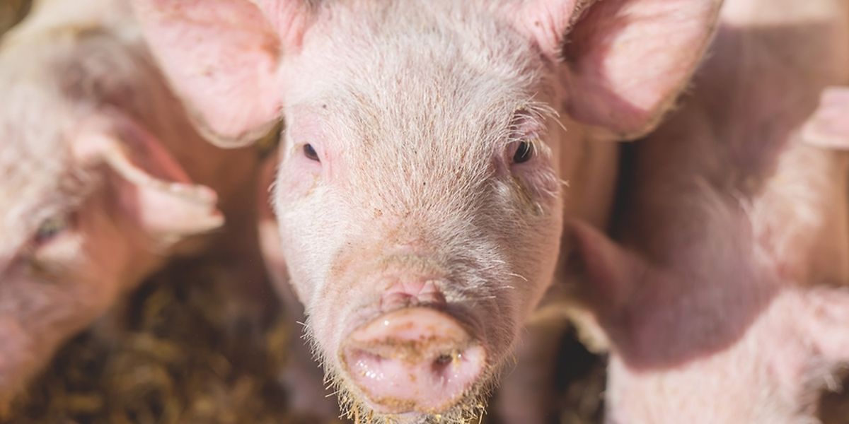 Peste porcine africaine (PPA) : agir pour prévenir