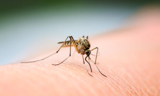 Lutte contre les moustiques : les bons réflexes à adopter
